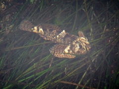 Clinocottus globiceps