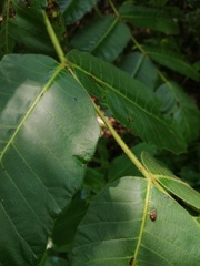Comocladia