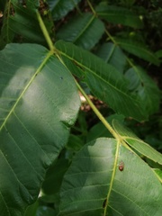 Comocladia