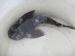 Clinocottus globiceps