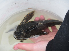 Clinocottus globiceps