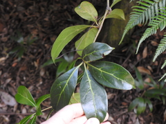 Cissus sterculiifolia