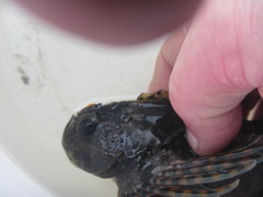 Clinocottus globiceps