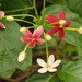 Rangoon Creeper - Photo (c) Sunnetchan, some rights reserved (CC BY-NC-ND), uploaded by Sunnetchan