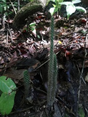 Opuntia karwinskiana