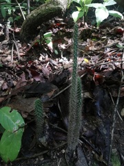 Opuntia karwinskiana