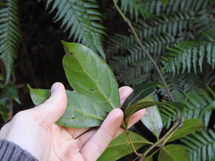 Cissus sterculiifolia