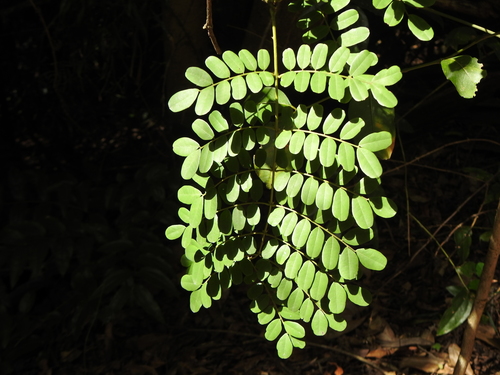Image of Mezoneuron scortechinii by (c) Greg Tasney, some rights reserved (CC BY-SA)