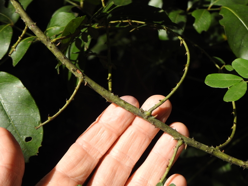 Image of Mezoneuron scortechinii by (c) Greg Tasney, some rights reserved (CC BY-SA)