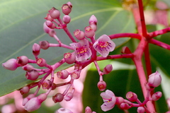 Medinilla speciosa
