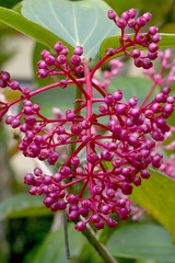 Medinilla speciosa