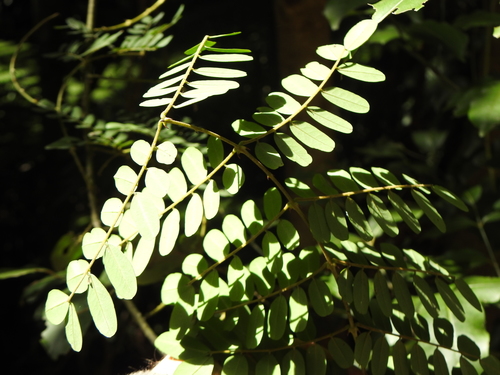 Image of Mezoneuron scortechinii by (c) Greg Tasney, some rights reserved (CC BY-SA)