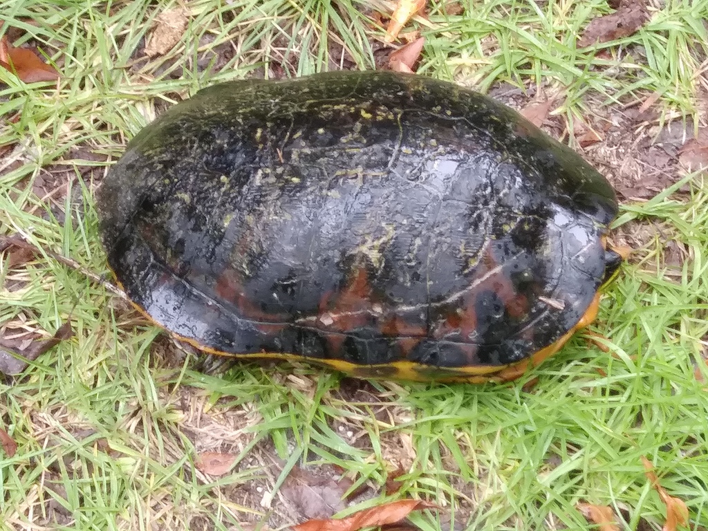 Florida Redbelly Turtle From Miami Dade County Fl Usa On August 15 2020 At 0312 Pm By Shawn 