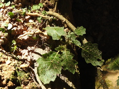 Solanum prinophyllum