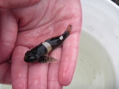 Clinocottus globiceps