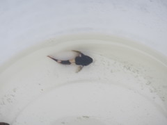 Clinocottus globiceps