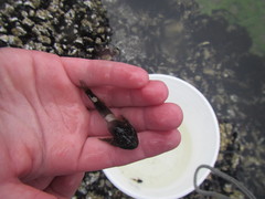 Clinocottus globiceps