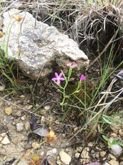 Centaurium pulchellum