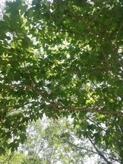 Gyrocarpus jatrophifolius