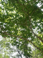 Gyrocarpus jatrophifolius