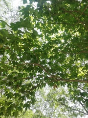 Gyrocarpus jatrophifolius