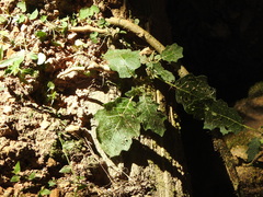 Solanum prinophyllum