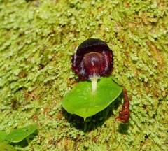 Corybas grumulus