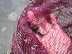 Clinocottus globiceps