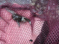 Clinocottus globiceps