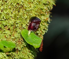 Corybas grumulus