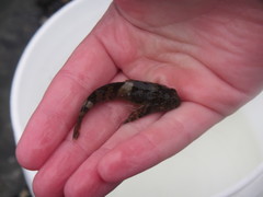 Clinocottus globiceps
