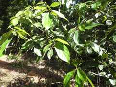 Neolitsea dealbata