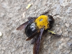 Xylocopa appendiculata