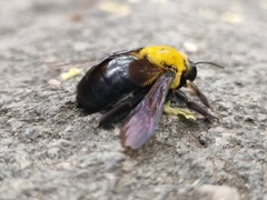 Xylocopa appendiculata