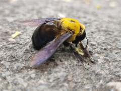 Xylocopa appendiculata