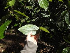 Neolitsea dealbata