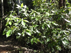 Neolitsea dealbata