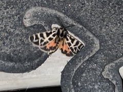 Apantesis nevadensis