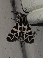 Apantesis nevadensis