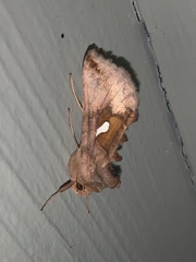 Autographa metallica