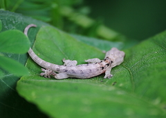 Hemiphyllodactylus typus