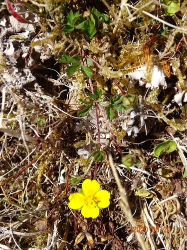 Potentilla erecta image