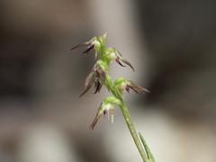 Genoplesium despectans