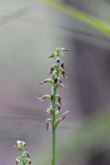 Genoplesium despectans