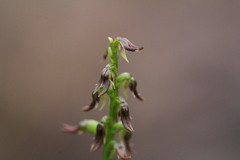 Genoplesium despectans