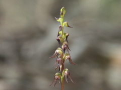Genoplesium despectans