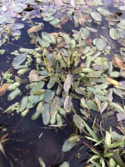 Damasonium minus