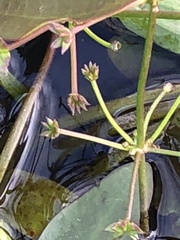 Damasonium minus