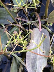 Damasonium minus