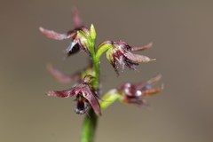 Genoplesium morrisii